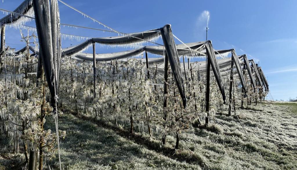 Ohladitev in sneg do nižin: Prihaja pozeba, ki lahko poškoduje pridelke