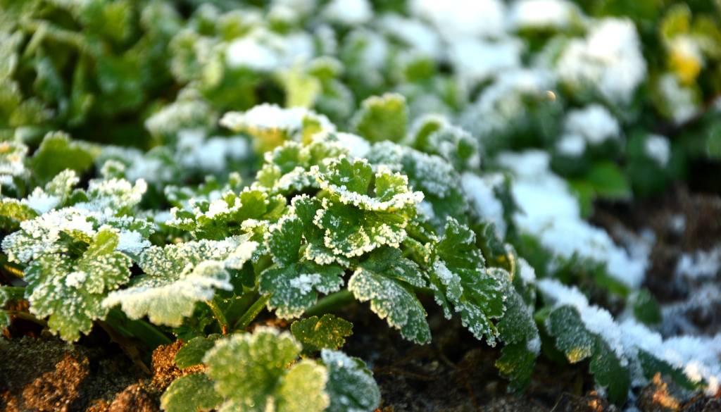 Prihaja moker sneg: Opozorilo pred pozebo in poškodbami pridelkov