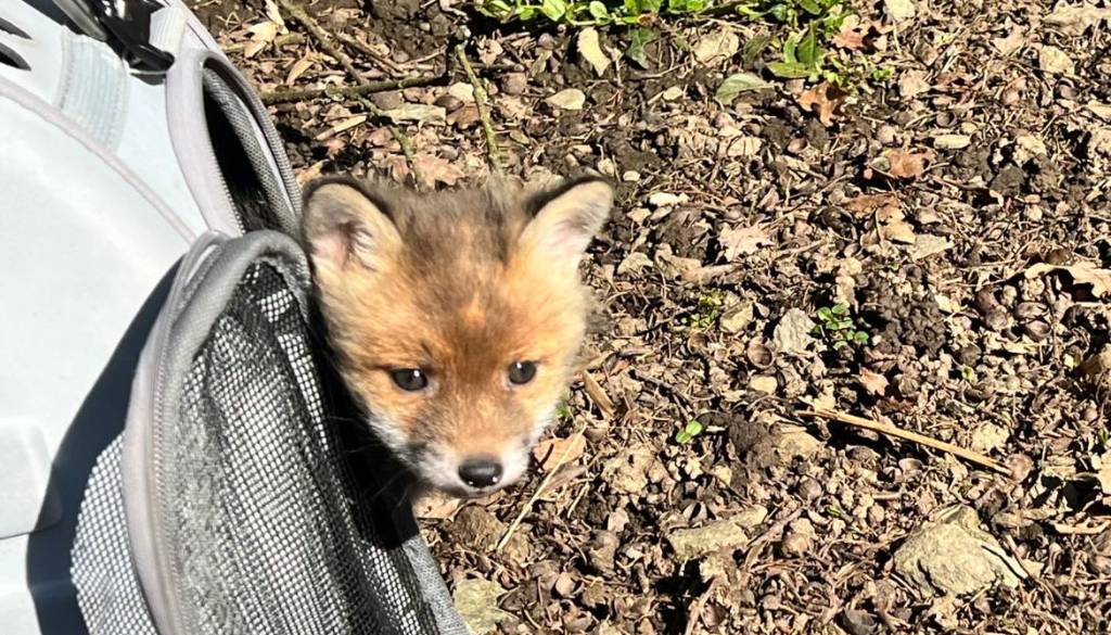Majhen korak za lisjaka najdenega na Ptuju, velik napredek v okrevanju