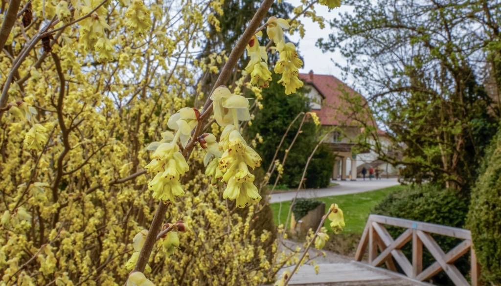 Arboretum Volčji Potok danes zaprt zaradi nevarnosti padanja dreves