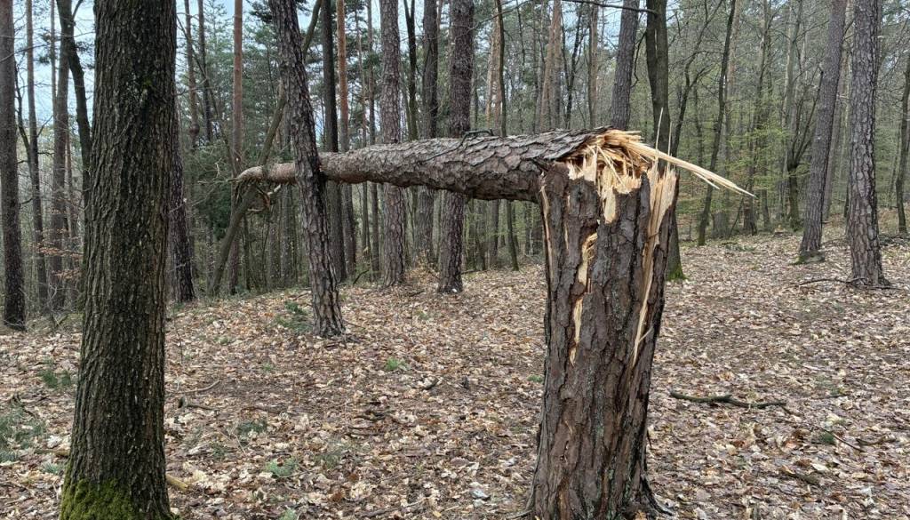 Veter poškodoval okoli 350 objektov in podrl okoli 360 dreves