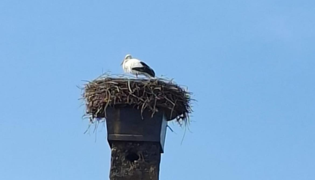 Štorklja se je vrnila na dimnik priljubljene prekmurske gostilne