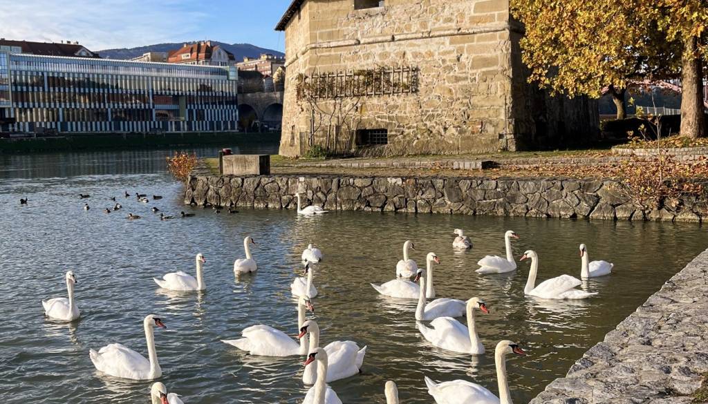 Mariborska občina: Labodi na Dravi niso atrakcija, ampak divje živali