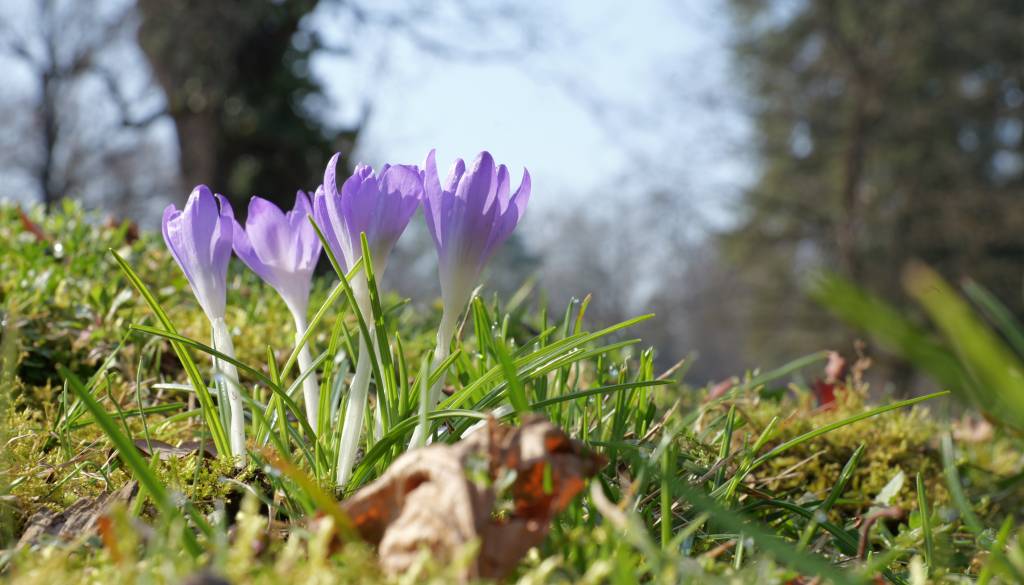 FOTO: Mestni park v vijoličnih odtenkih prebujanja
