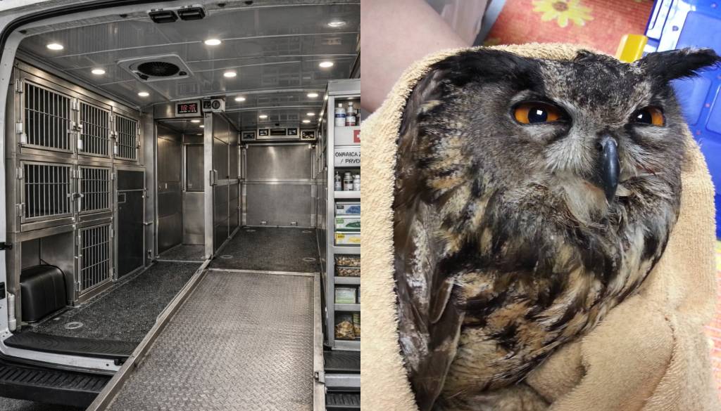 Skupaj za živali! Veterina Golob v nakup vozila, ki bo reševalo prostoživeče živali