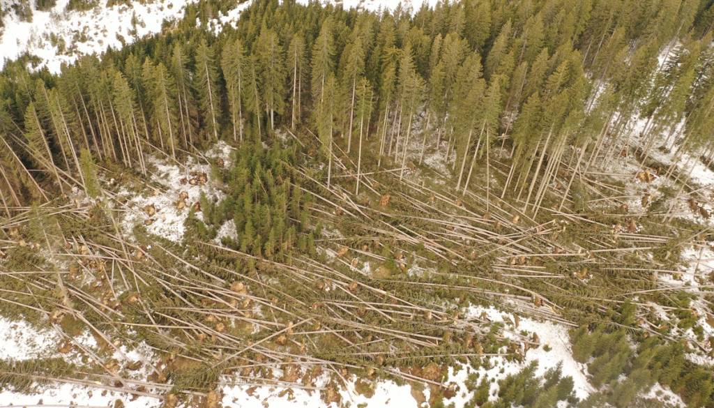 Zavod za gozdove razkriva šokantne številke: Vetrolom poškodoval vsaj 200.000 kubičnih metrov lesa