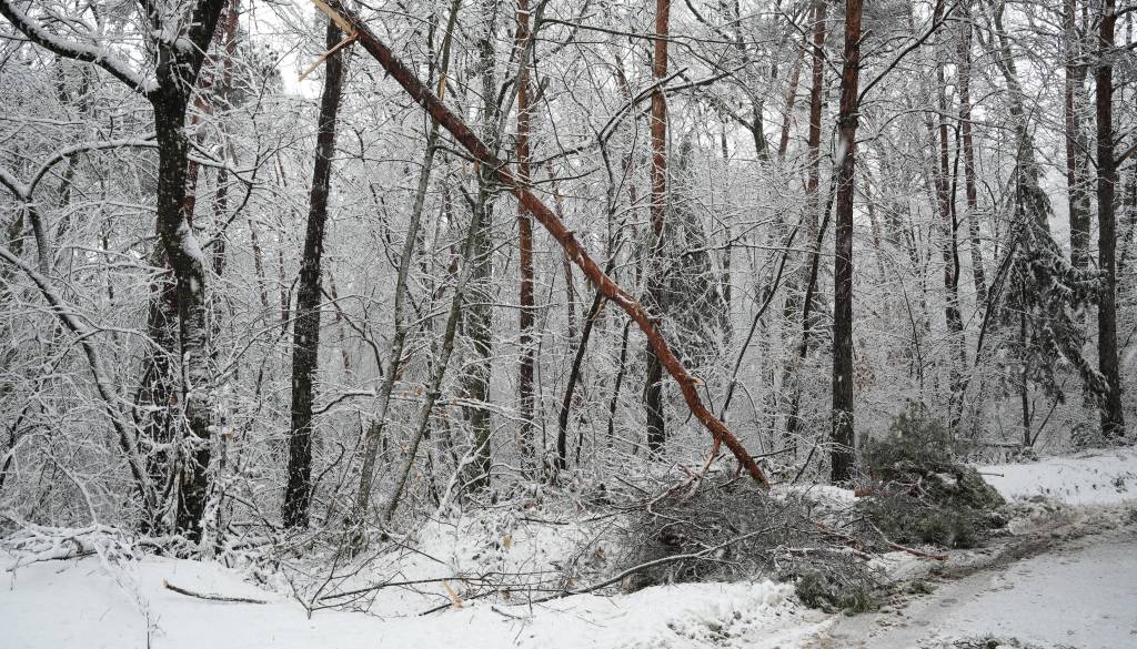 Snegolom v Pomurju, na Goričkem poškodovanih do 20 tisoč kubičnih metrov lesa
