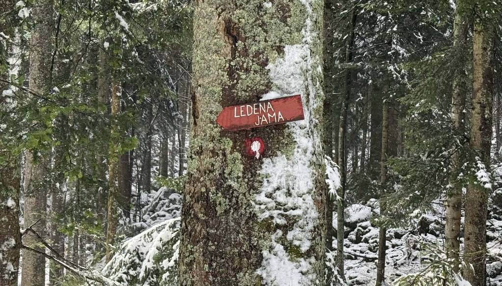 Po Sloveniji nastaja deset gozdnih učilnic, ena bo tudi na Dolenjskem