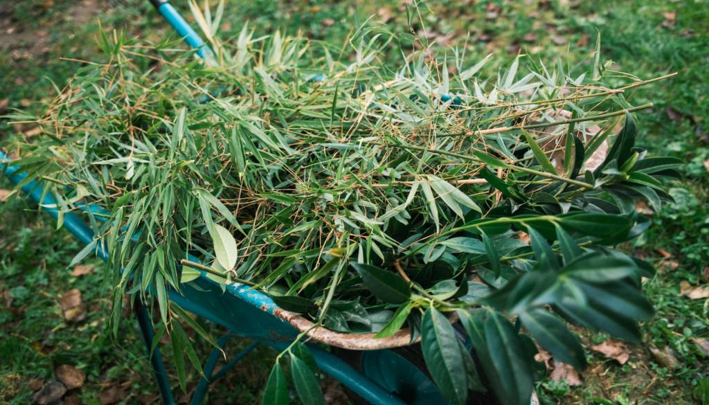 V Kranju predstavili prvi semafor invazivnosti okrasnih rastlin, katere rastline so na črnem seznamu?