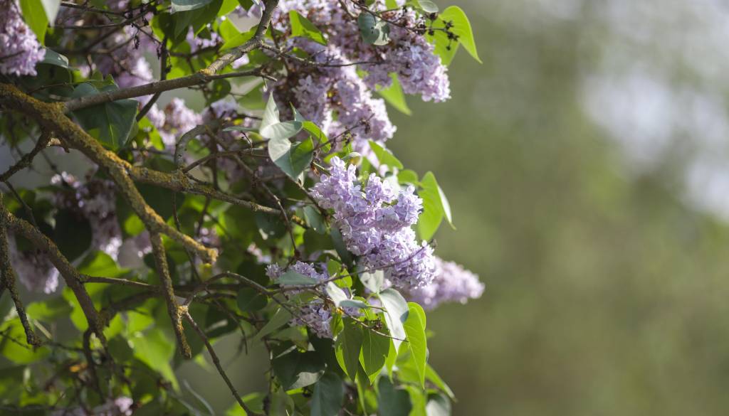 Imate na domačem vrtu katero od teh priljubljenih rastlin? Preverite, zakaj so se znašle na črnem seznamu