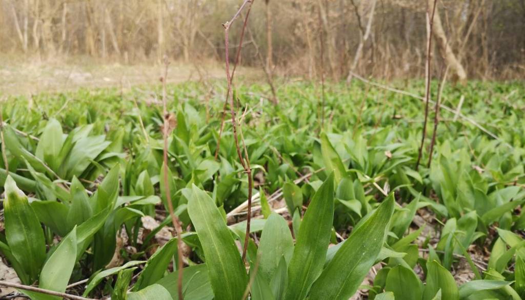 Imate radi čemaž? Na to morate biti pozorni pri nabiranju