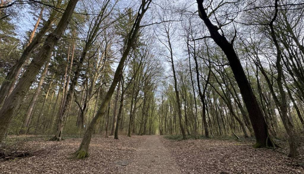 Močan veter na zahodu države odkrival strehe in podiral drevesa