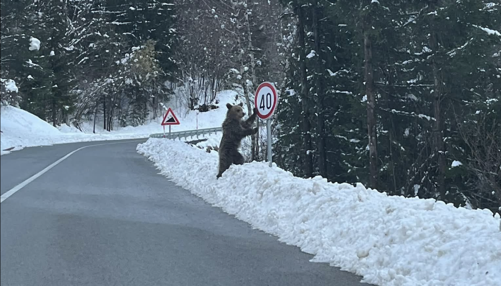 FOTO: Mimoidoča ujela medveda, ki ‘popravlja’ prometni znak