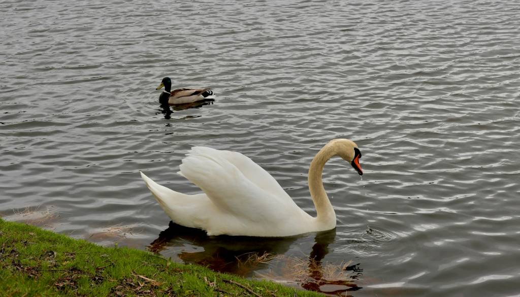 Ljubljančani zgroženi: V ljubljanskem Tivoliju naj bi moški brcnil laboda
