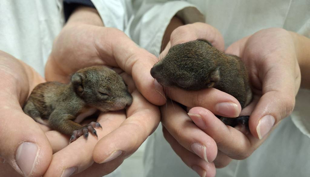 Po padcu drevesa rešili dve mladi veverici: Gabrijel in Maša zdaj v varni oskrbi