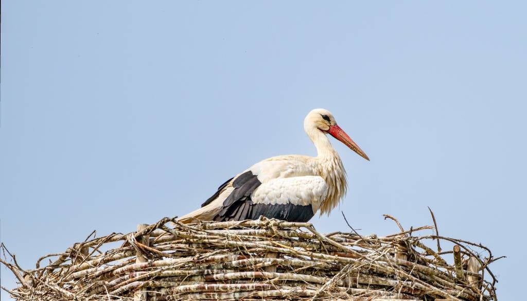 Štorklje spreminjajo navade, prezimovanje v Sloveniji vse pogostejše