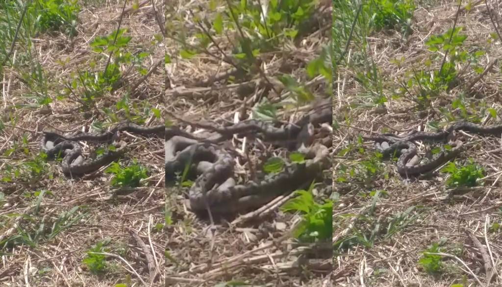 VIDEO: Poglejte, kako se na Piramidi sončijo strupenjače