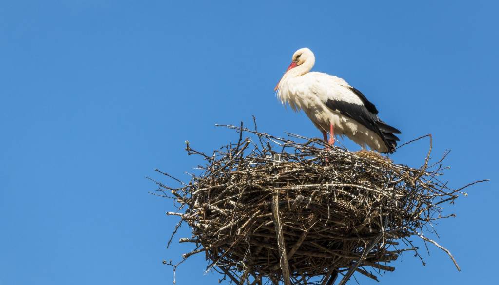 Nenavaden trend: Štorklje vse pogosteje čez zimo ostajajo v Sloveniji, številka vas bo presenetila