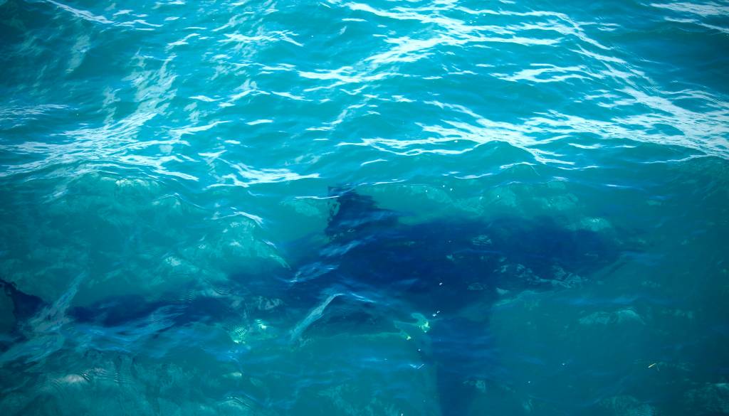 Jadran kot zibelka morskih psov? Veliki beli morski pes že dolgo prisoten, bi lahko tam vzgajali mladiče? 