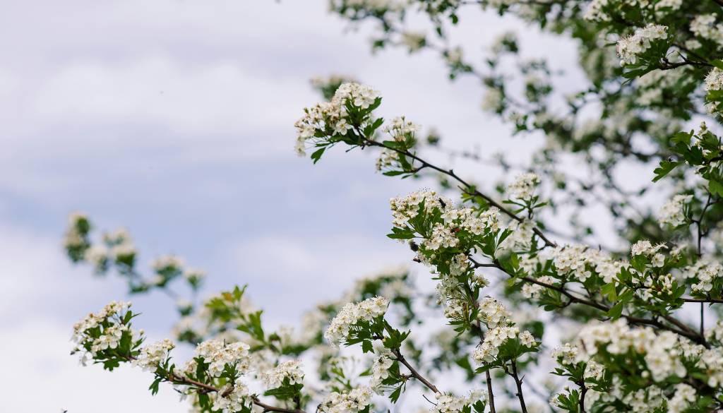 Danes do 23 stopinj, jutri že več oblakov in prve plohe