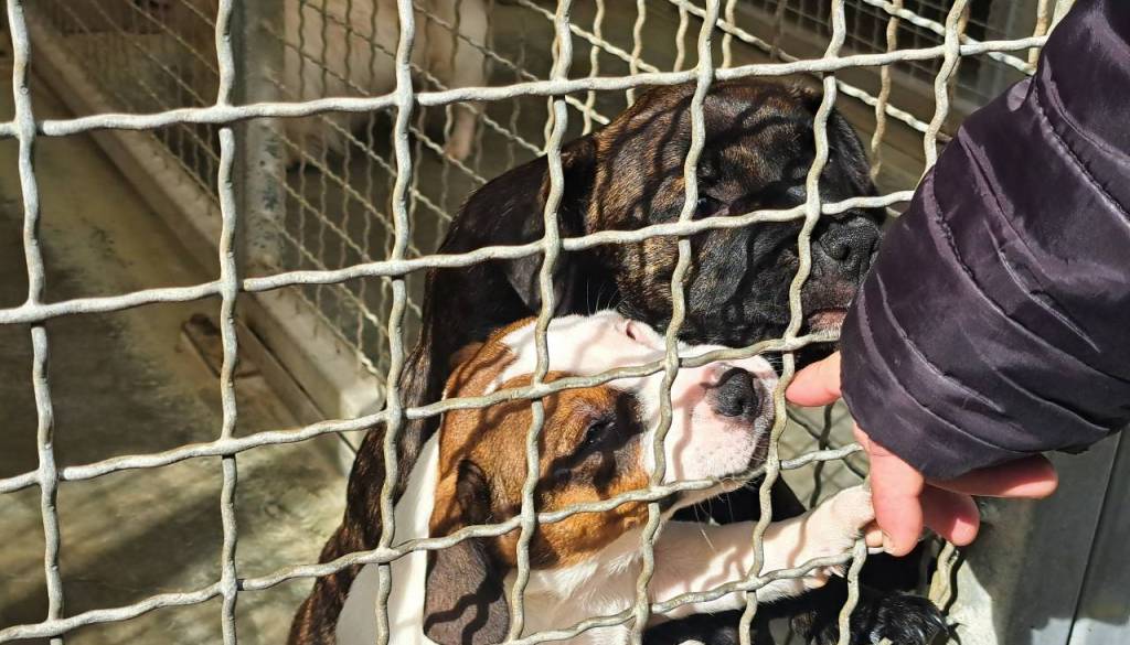 Razmišljate o posvojitvi malega kosmatinca? Mariborsko zavetišče vas vabi na poseben dogodek