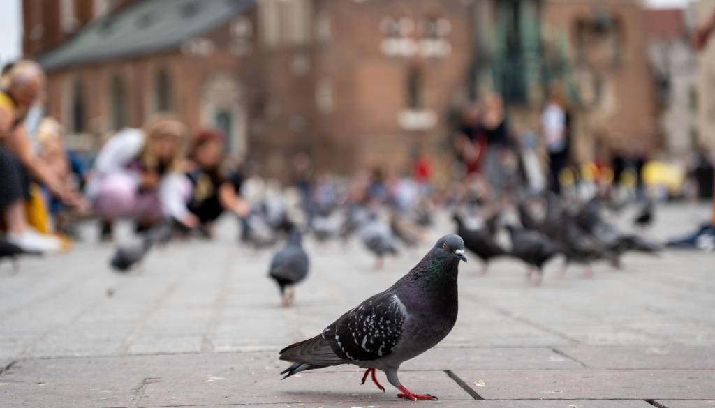 Golobi zavzeli Resljevo: Kljub prepovedi jih hranijo naprej, odgovor inšpektorata pa šokiral stanovalce