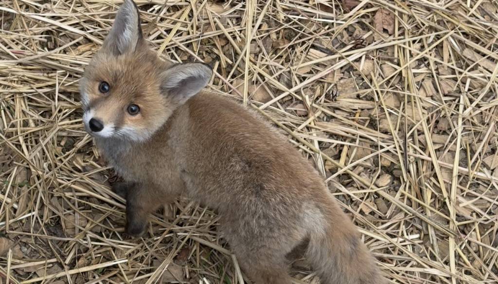 Zapuščeni lisjak s Ptuja napreduje, danes vse bolj pogumen