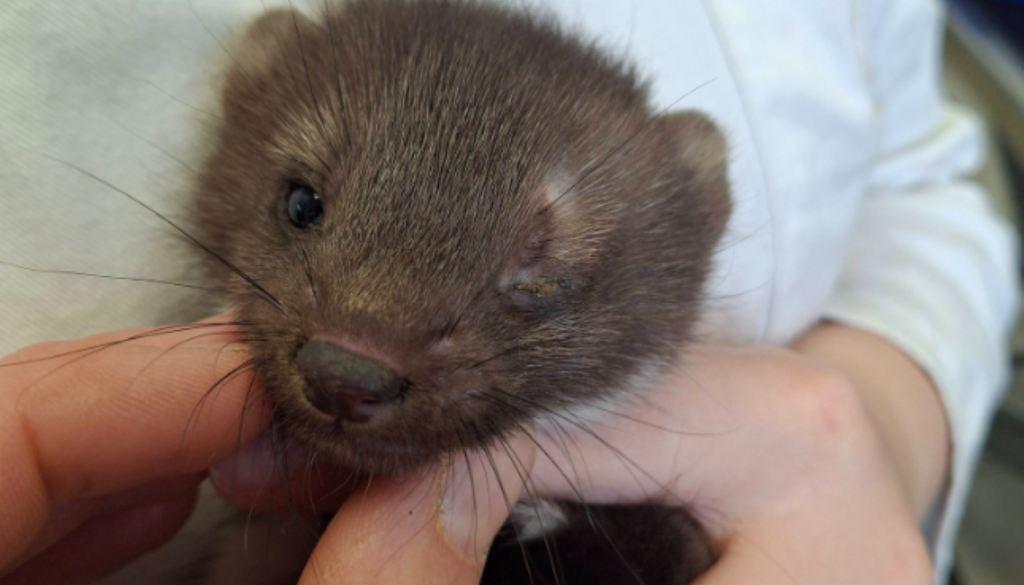 FOTO:  Šok v BTC, v jašku našli komaj živo kuno – kar so odkrili nato, je pretreslo vse