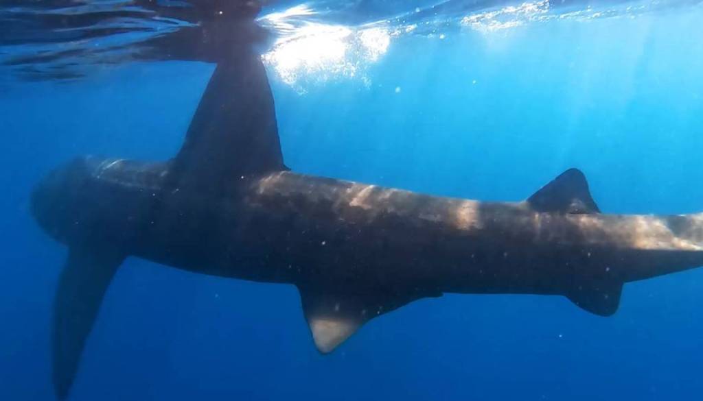 VIDEO: Šok v morju za Mateja: Najprej zagledal plavut, nato obnemel. Pred njim nekaj izjemno redkega