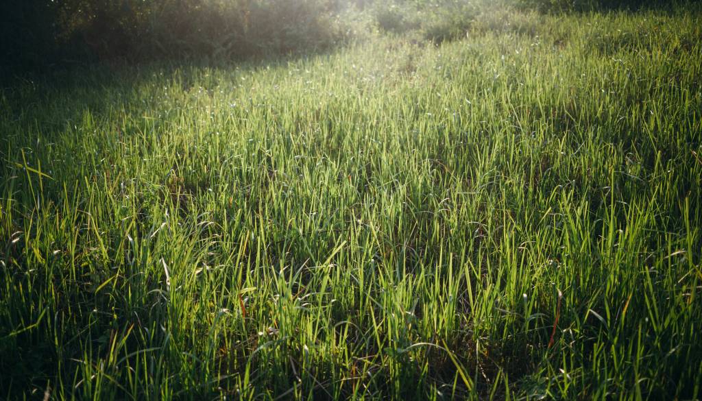Med košnjo padel v potok, poškodovanega odpeljali v bolnišnico