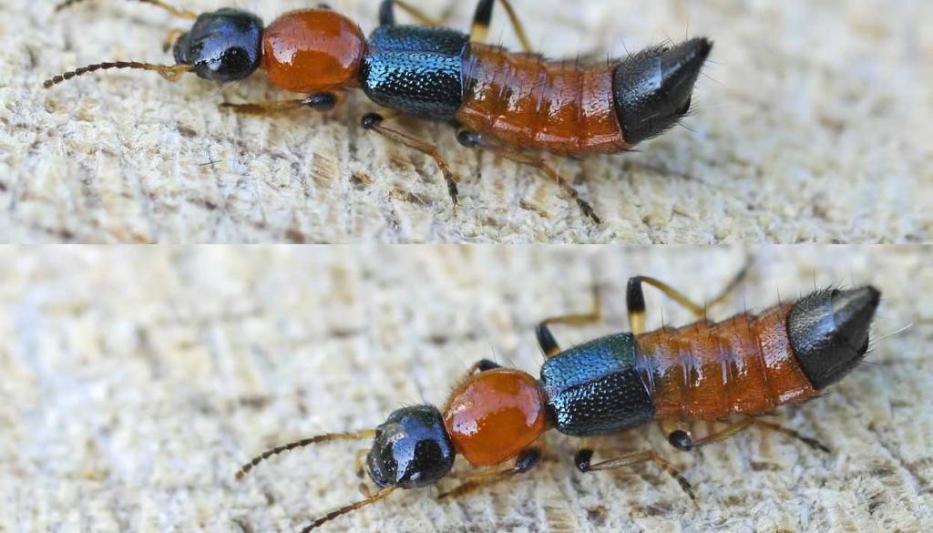 Nevaren hrošček, stik lahko povzroči boleče opekline na koži