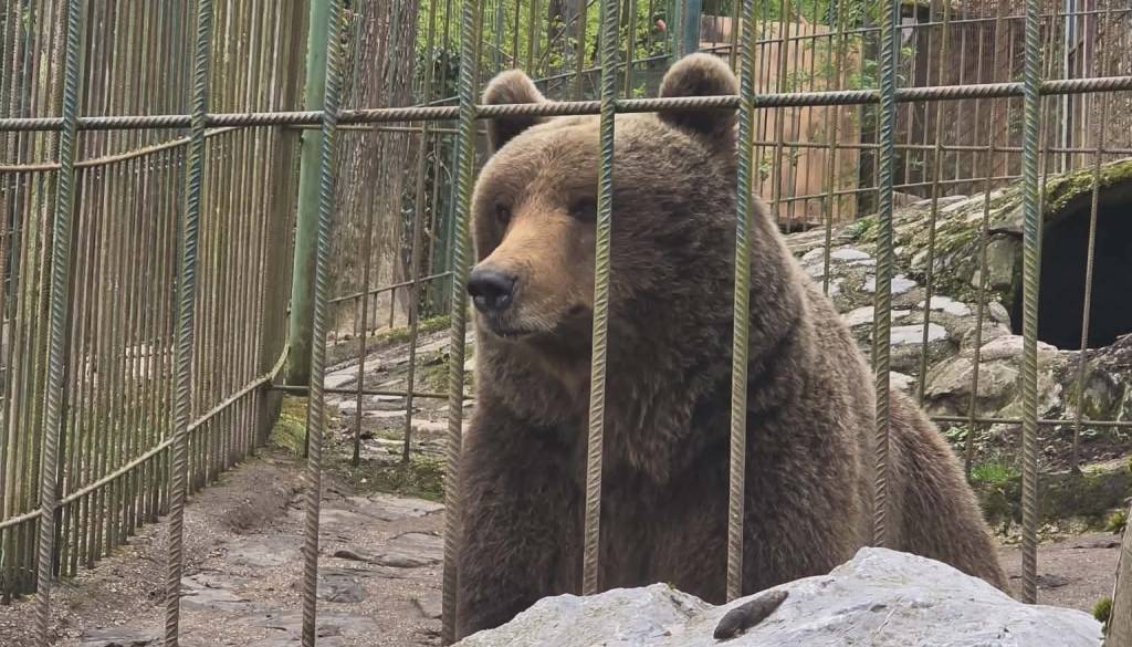 Resnica o horjulskem medvedu Timu? Društvo Anima razkriva: javnost naj bi bila zavedena