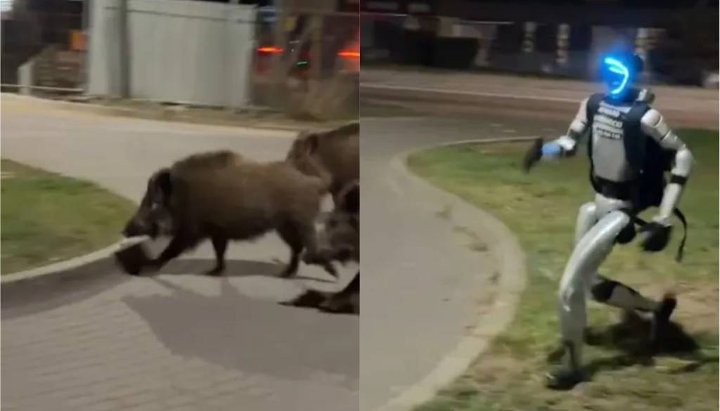 VIDEO: Saj ni res, pa je! Robot sredi mesta lovil divje prašiče