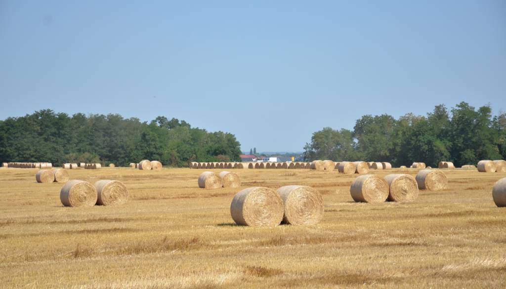 Šok na podeželju: Kmetijskih površin vse manj, kaj to pomeni za Slovenijo?