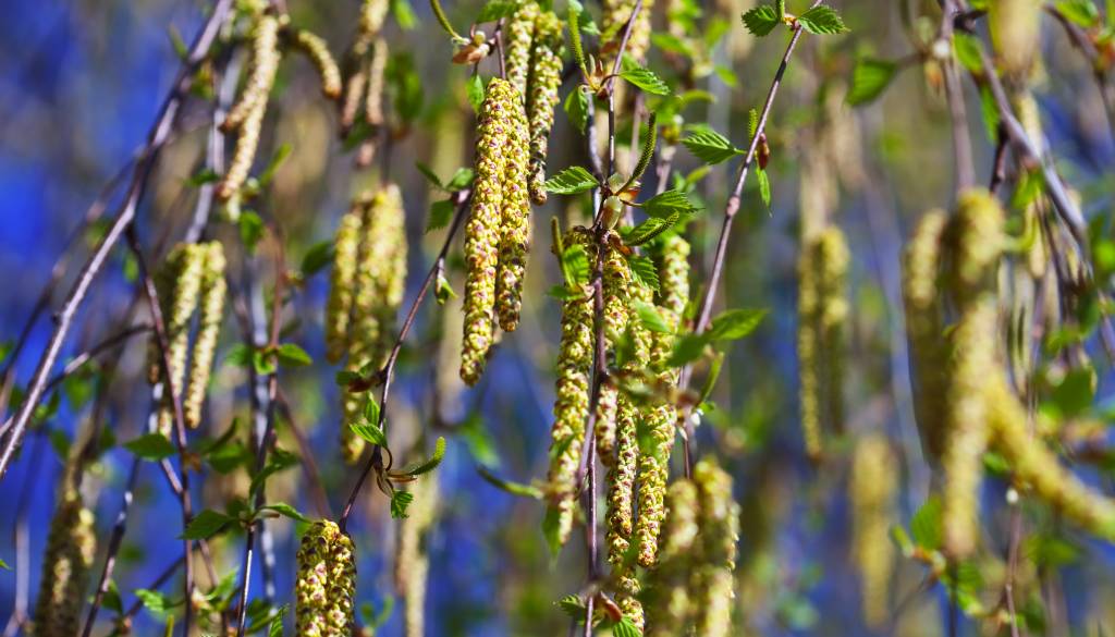 Sezona breze na vrhuncu, obremenitev zraka visoka