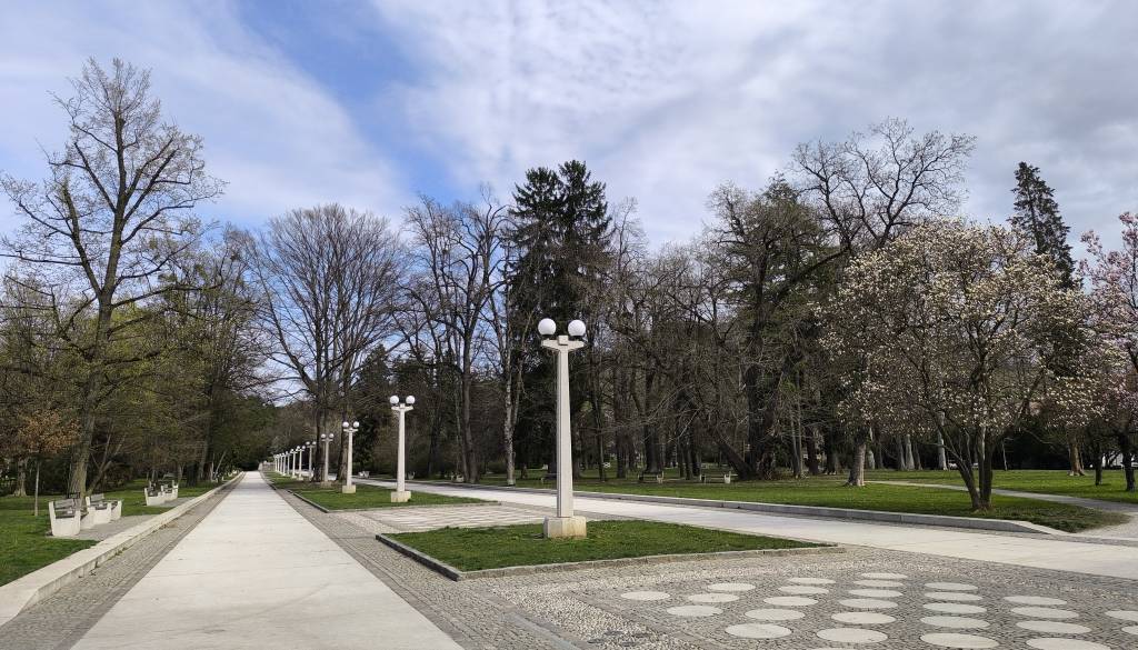Maribor obdržal prestižni naziv in ostaja svetovno mesto dreves