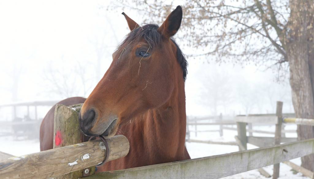 Stečaj Dvorca Rakičan: Konji, računalniki, pohištvo in gostinska oprema v začasni najem