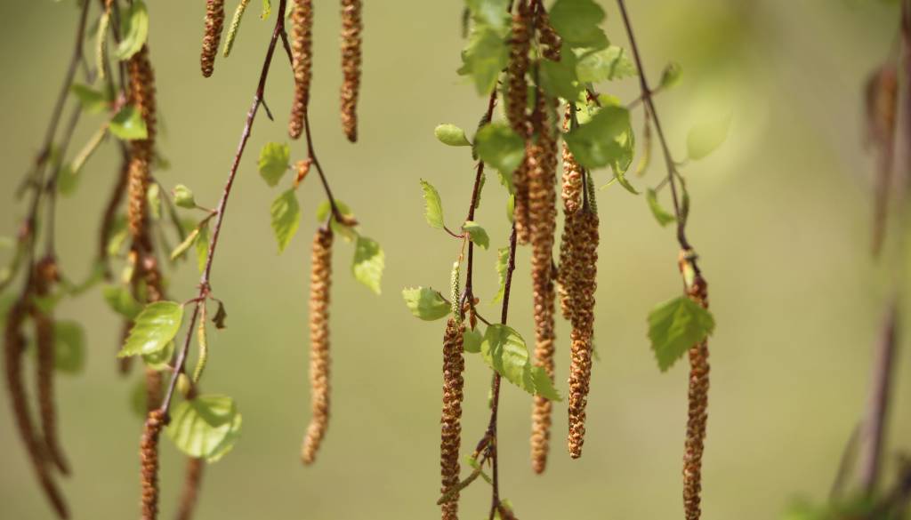 Alergiki na udaru: cvetni prah breze dosega vrhunec