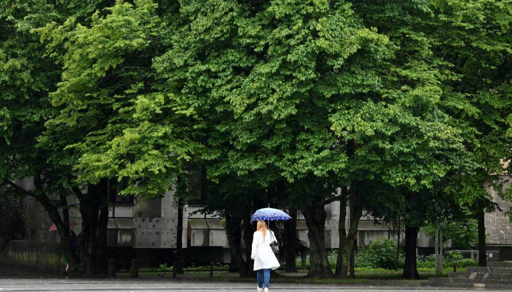 Prenova Tbilisijske ulice: Bodo nova drevesa prijaznejša za alergike?