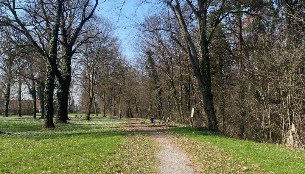 Stara in nevarna drevesa v parku Turnišče? Ptujska svetnica predlaga strokovni pregled