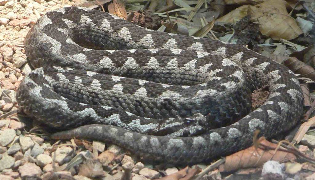 VIDEO: Posnetek modrasov z Gorenjske prestrašil splet: »Kje je to, da ne hodimo tja!?«