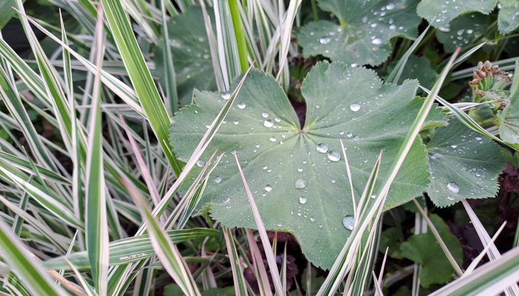 Padavine v Pomurju zelo neenakomerne, v četrtek možna slana
