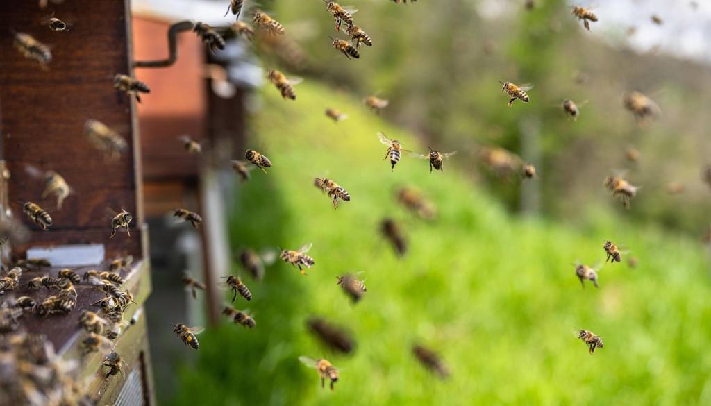 Praznik čebel in narave, na Štajersko prihaja tudi nov učni čebelnjak