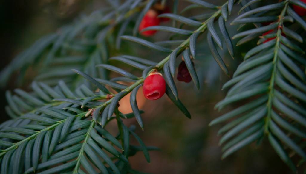 Množična zastrupitev prvošolčkov, med sprehodom zaužili strupene vršičke