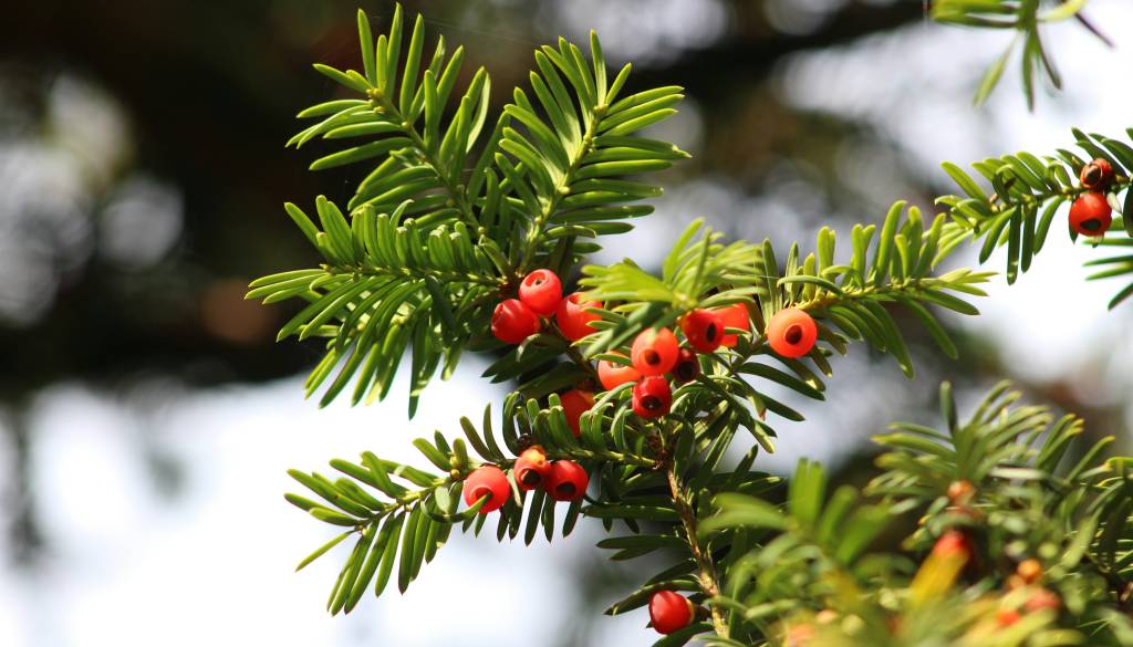 Množična zastrupitev prvošolčkov v naravi, otroci jedli vršičke strupene tise