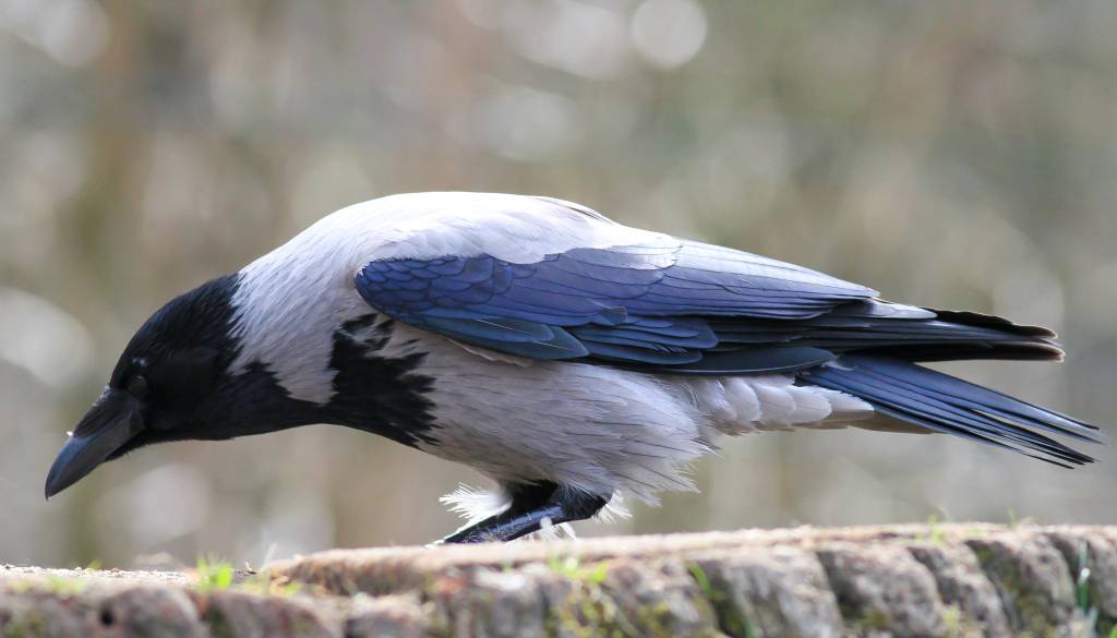 Šok za Petrovo družino: Ptice pri Tržiču uničile za 50.000 evrov pridelka