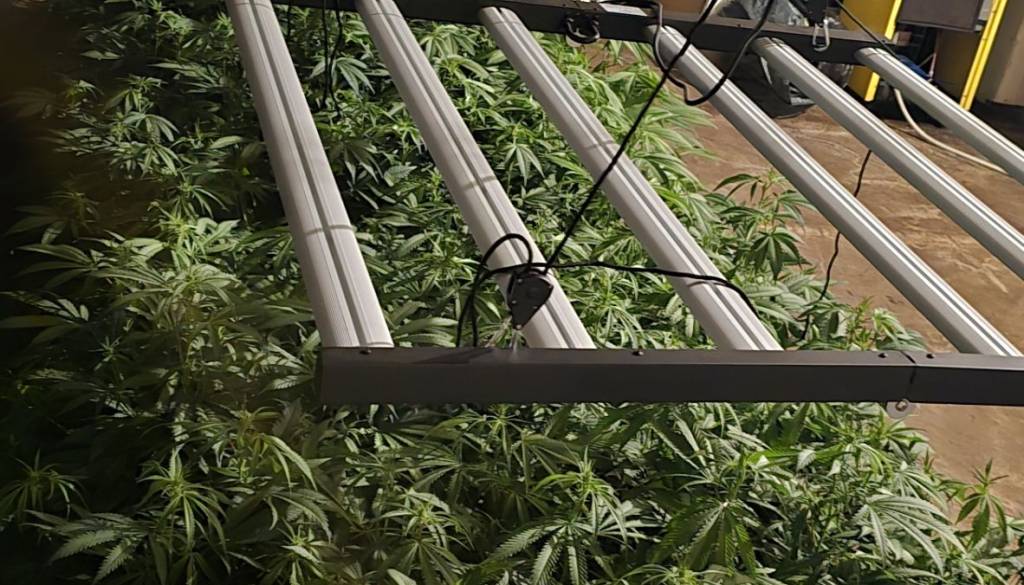 FOTO:  Na Igru odkrili obsežno gojišče konoplje z več kot 800 rastlinami