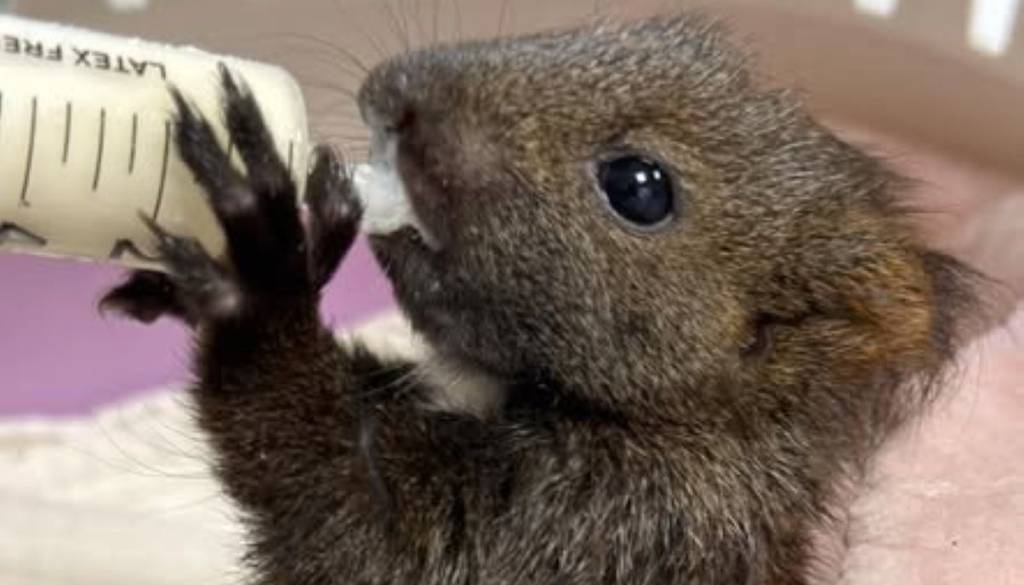 Našli so ga komaj živega pod drevesom v Črnučah: Zgodba malega veverička Zvonka 