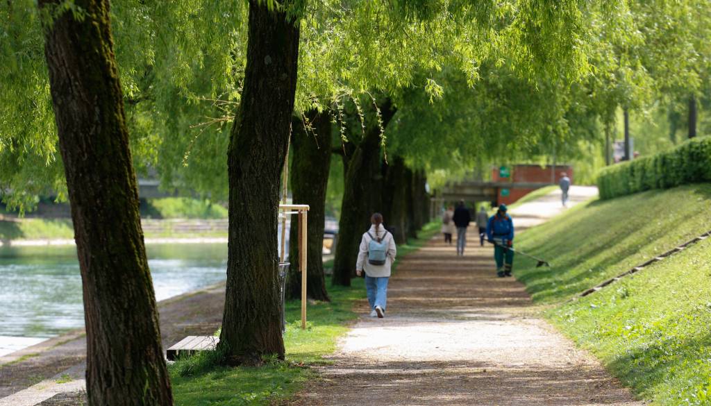 FOTO: Ljubljano je osvojil mogočni hrast in pravljične vrbe – poglej, katera drevesa sta postala zvezdi mesta 2025