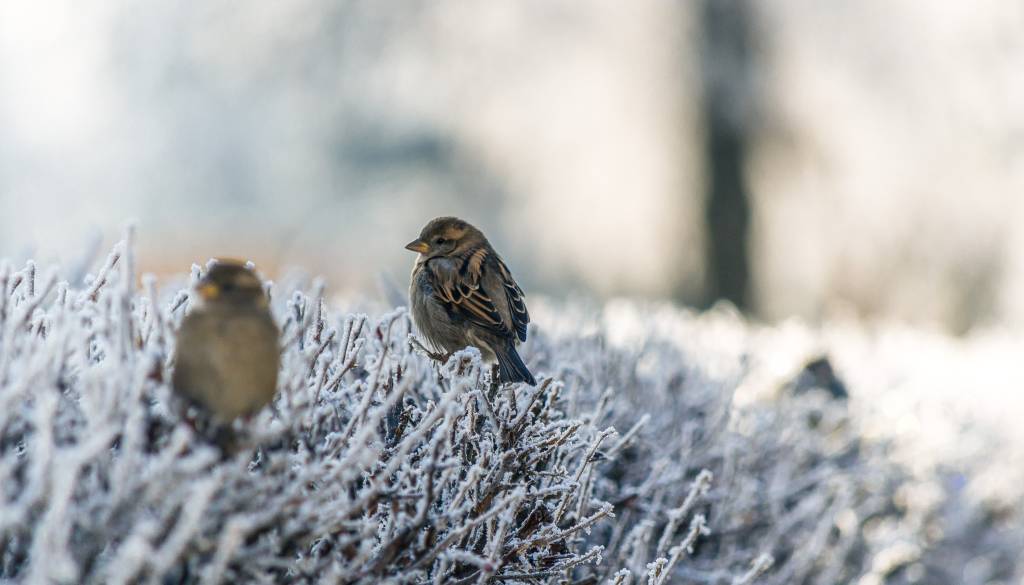 Danes zjutraj tudi minus 10, čez dan nad 20 stopinj
